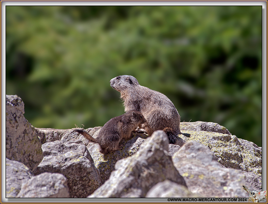 MARMOTTES
